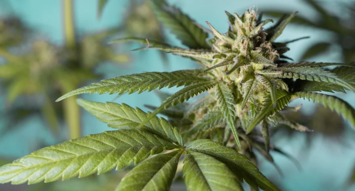 Marihuana medyczna