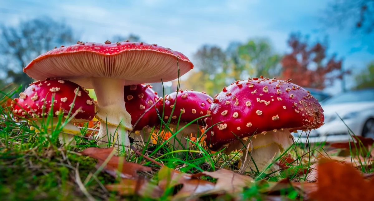 Zdrowe życie, Czerwony muchomor polskich lasach która może mieć poważne konsekwencje - zdjęcie, fotografia