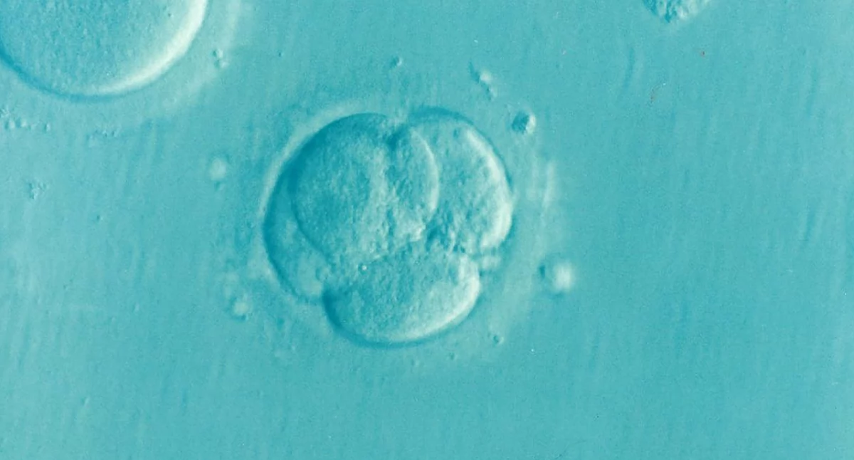 Badania kliniczne, odkrycia leczeniu niepłodności mikroRNA odgrywa kluczową rolę - zdjęcie, fotografia