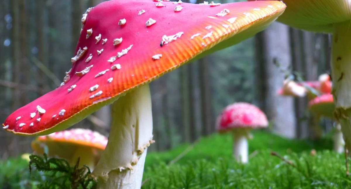 Zdrowe życie, Uwaga muchomora czerwonego Mykolog „To niebezpieczne” - zdjęcie, fotografia
