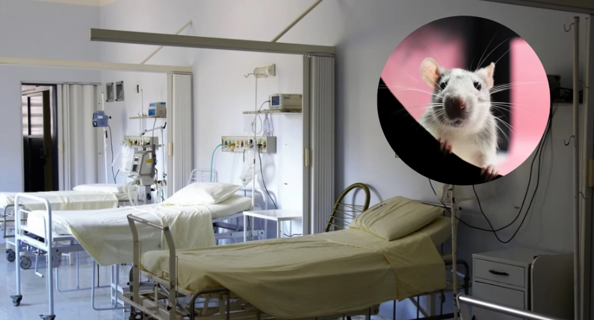 Zdrowe życie, Dziecko zmarło zatruciu trutką szczury środek powinien znaleźć - zdjęcie, fotografia