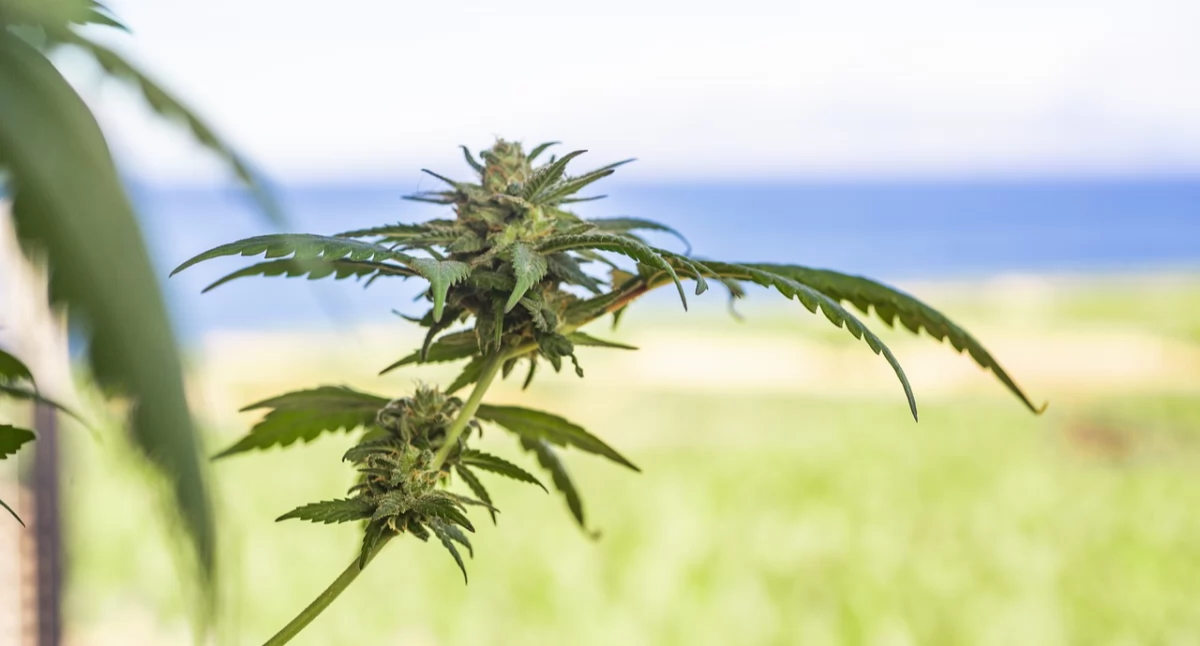 Marihuana uszkadza geny