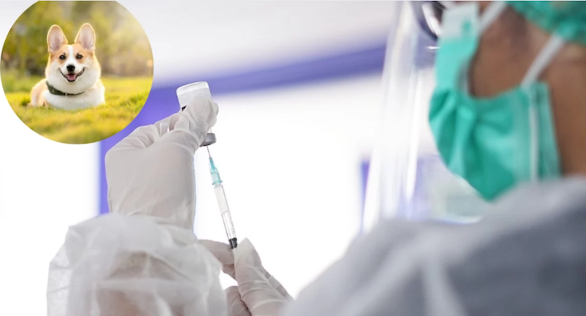 Inwestycje, Białymstoku powstanie nowoczesny szpital zwierząt - zdjęcie, fotografia