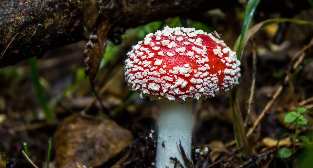 W Polsce, Wyroby muchomora cenzurowanym handel - zdjęcie, fotografia