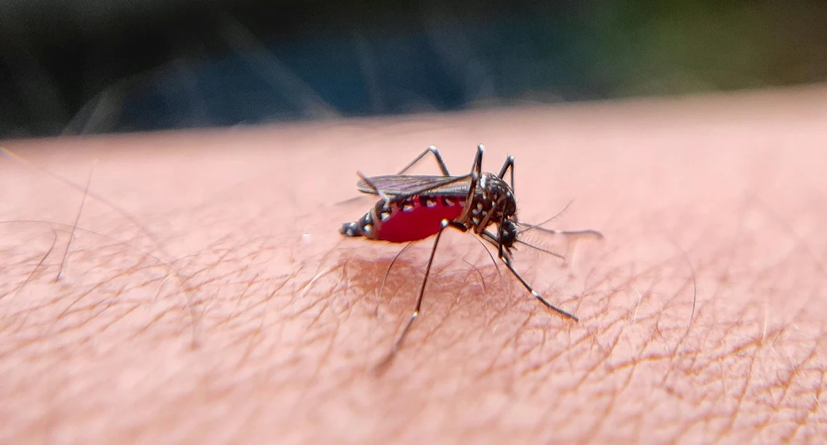 Badania kliniczne, Pierwsza szczepionka przeciw malarii stadium skutecznie chroni dobrze tolerowana - zdjęcie, fotografia