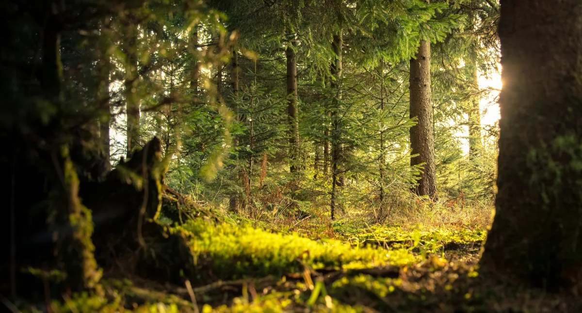 Zdrowe życie, Terapie leśne receptę projekt Białegostoku otrzymał grant - zdjęcie, fotografia