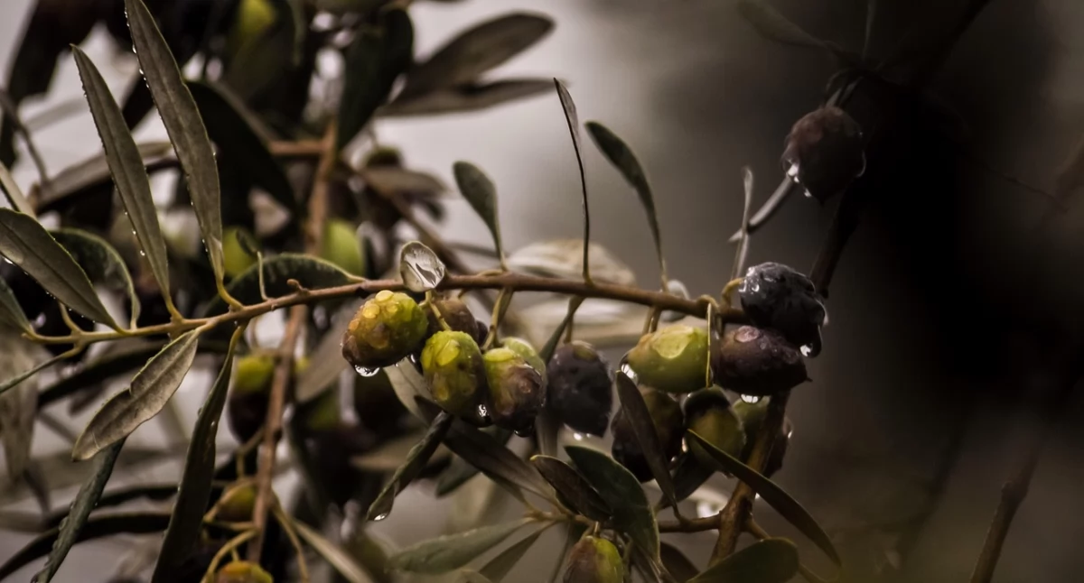 Zdrowe życie, Oliwa oliwek wszystko liście także mają korzystny wpływ zdrowie - zdjęcie, fotografia