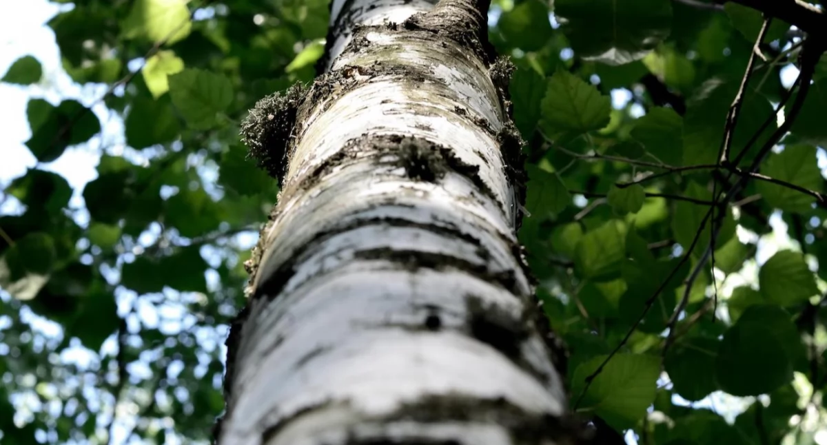 Zdrowe życie, Marzec ciężki alergików Pyłki dają znaki milionom Polaków - zdjęcie, fotografia