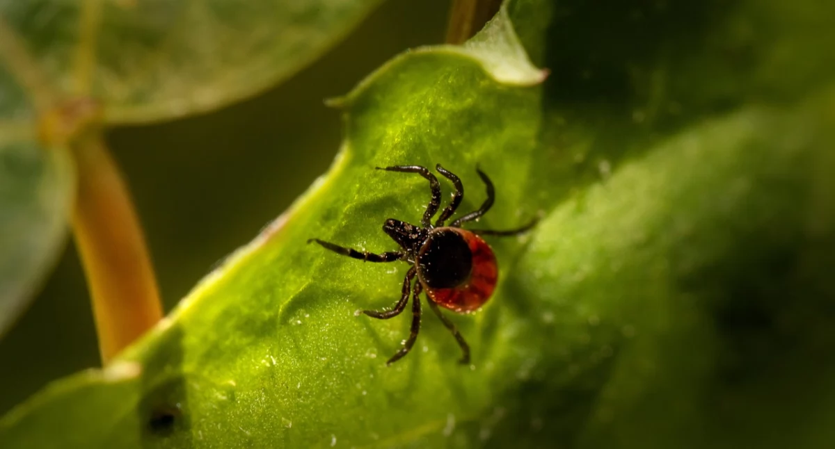 Zdrowe życie, Eksperci ostrzegają Kleszczowe zapalenie mózgu staje coraz większym zagrożeniem - zdjęcie, fotografia