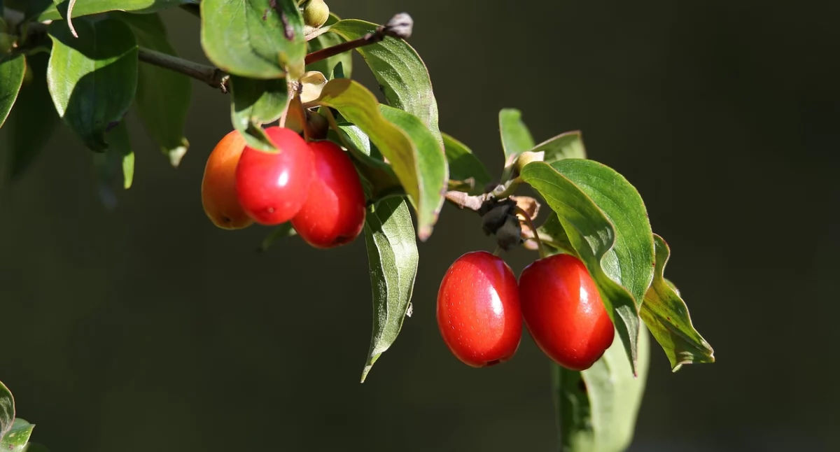 Zdrowe życie, preparat owoców derenia pomaga osobom powyżej życia walce niedotlenieniem - zdjęcie, fotografia