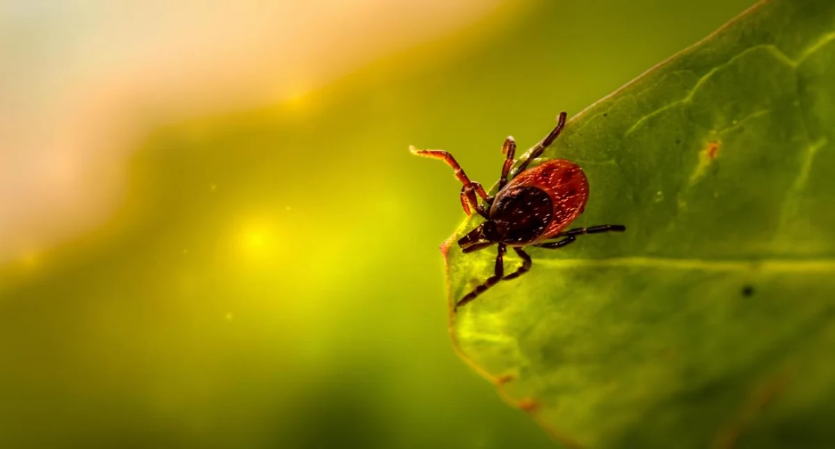 Zdrowe życie, przypadków boreliozy więcej wcześniej - zdjęcie, fotografia