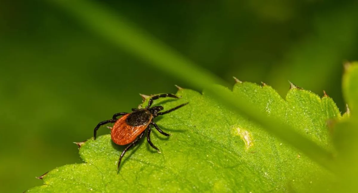 Badania kliniczne, Zatrzymać infekcję źródła Przełomowy badaniach chorobami odkleszczowymi - zdjęcie, fotografia