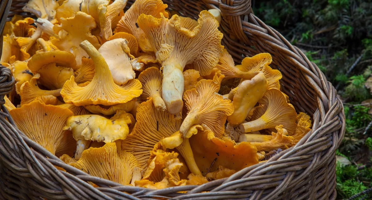 Zdrowe życie, Toksykolog ostrzega nawet kawałek trującego grzyba może zabić - zdjęcie, fotografia