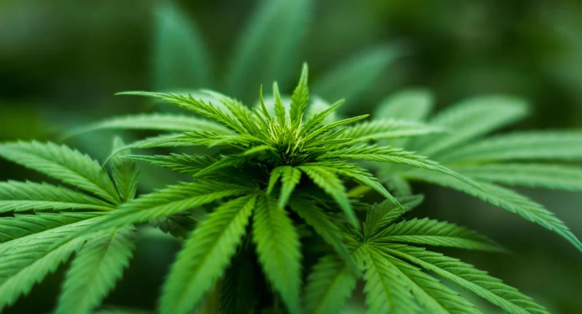 Raporty, analizy, rankingi, czwarty kierowca który zginął wypadku wpływem marihuany Naukowcy ostrzegają przed skutkami legalizacji - zdjęcie, fotografia