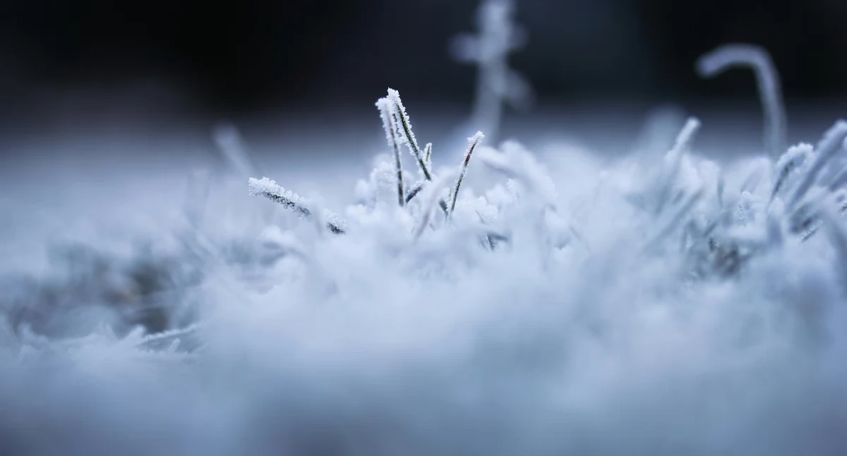 fot. Pexels.com