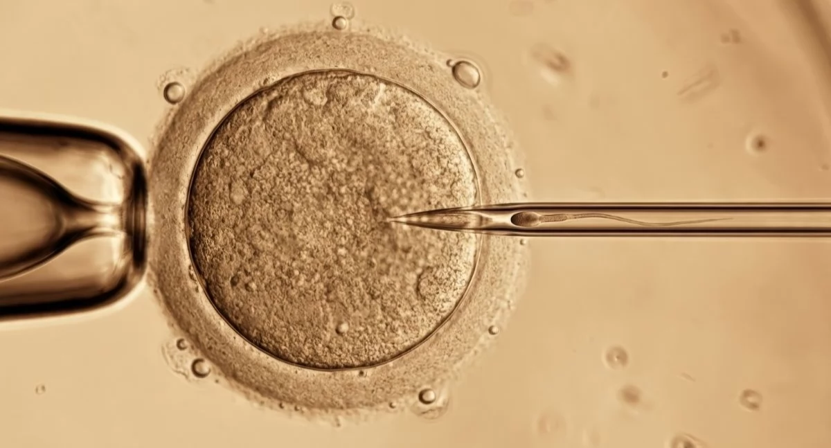 Praktyka prawna, Precedensowa sprawa Najwyższy zarodek vitro rozwodzącej - zdjęcie, fotografia