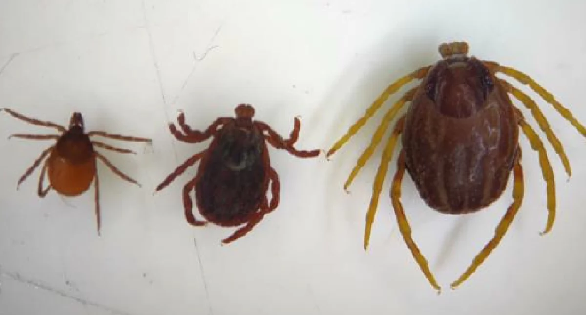 Od lewej polskie kleszcze: kleszcz pospolity, kleszcz łąkowy oraz afrykański kleszcz Hyalomma (Monster tick). Foto. narodowekleszczobranie.pl dr Dorota Dwużnik-Szarek 
