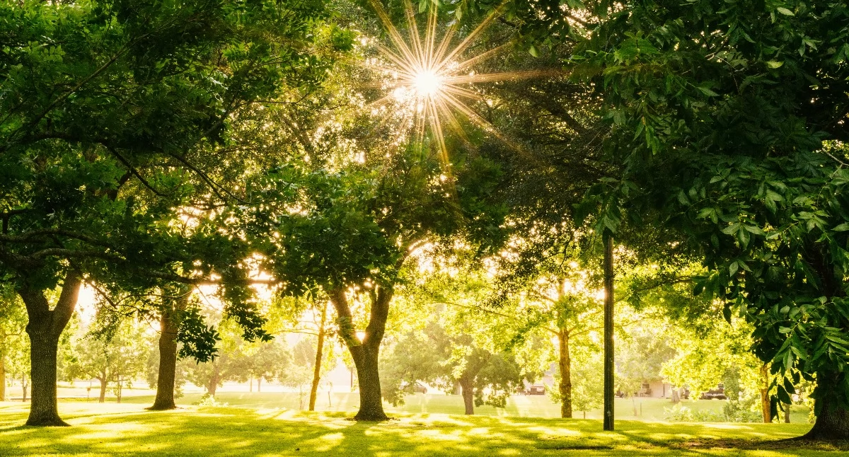 fot. Pexels.com