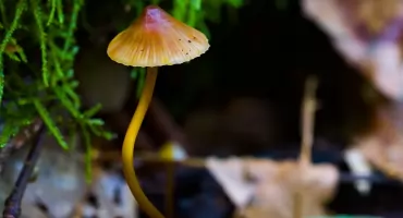 Psylocybina w chorobie Alzheimera. Naukowcy opisali zaskakującą poprawę u 83-letniej pacjentki